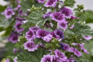Malva 'Zebrina' 